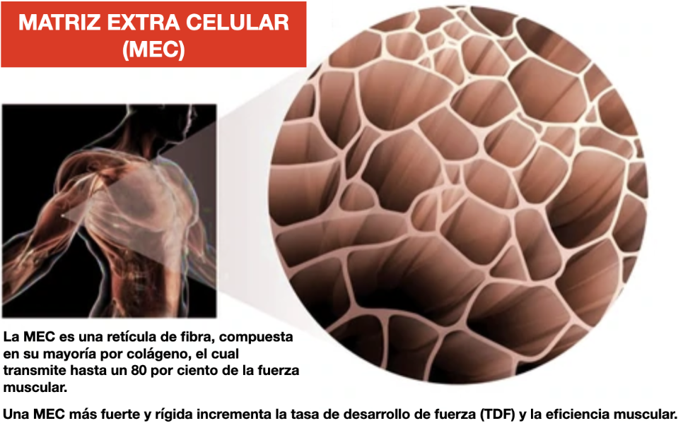 Estructura del tendón